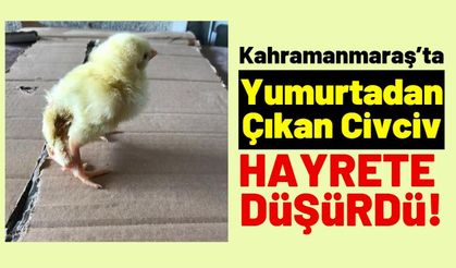 Kahramanmaraş'ta İlginç Olay: Yumurtadan 4 Ayaklı Civciv Çıktı!