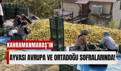 Kahramanmaraş Ayvası Dünyaya Açılıyor: 5 Bin Ton Ayva İhraç Ediliyor