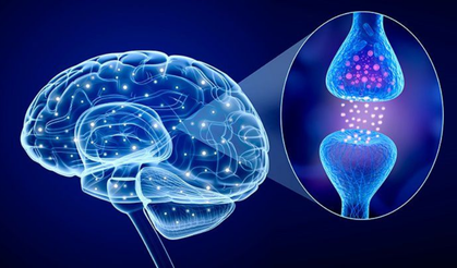 Mutluluk hormonu serotonin insan vücudunda nerede üretilir?
