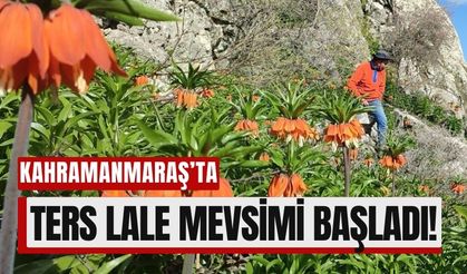 Kahramanmaraş’ta Baharın En Güzel Hali: Ters Laleleri Kaçırmayın!
