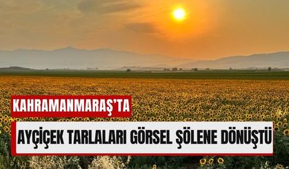 Kahramanmaraş’ın Sarı Cenneti: Ayçiçek Tarlaları Göz Kamaştırdı
