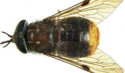 Beyoncé’nin Adını Taşıyan Böcek: Scaptia beyonceae Nedir?