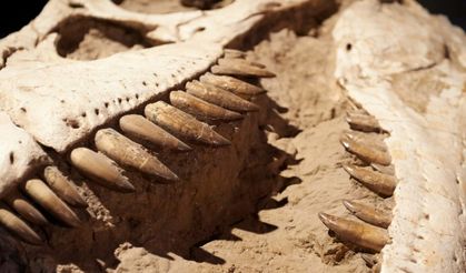 Fosil Kelimesinin Kökeni Nereden Geliyor? Latince Anlamı Dikkat Çekti