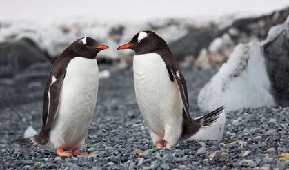 Penguenler Eşlerine Ne Hediye Eder?