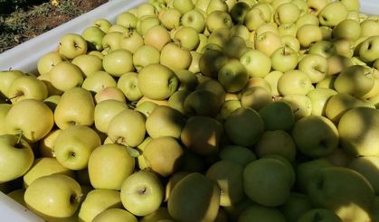 Kahramanmaraş’ta Elma Bereketi: 1.5 Milyon Ağaçta Hasat Başladı, Dünyaya İhraç Edilecek!