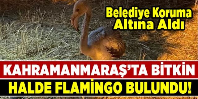 Kahramanmaraş'ta bitkin halde bulunan flamingo koruma altına alındı!