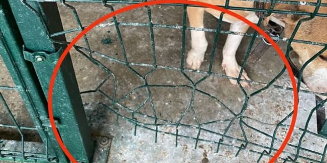 Adıyaman'da kafesi parçalayan pitbull başka bir köpeği boğarak öldürdü