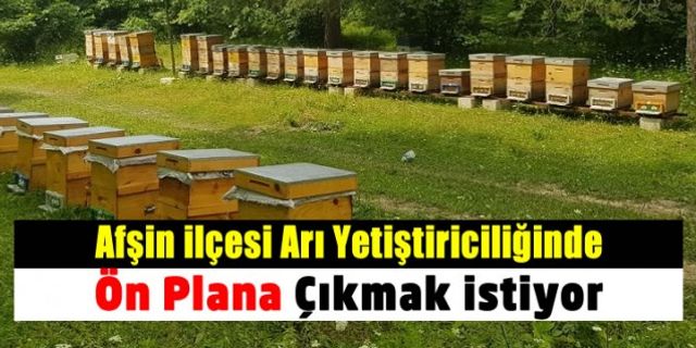 Kahramanmaraş'ın ilçesi Afşin arı yetiştiriciliğinde öne çıkmak istiyor
