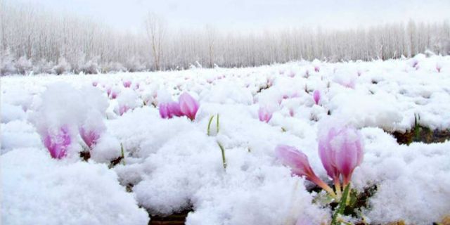 Kahramanmaraş'ta Kardelen çiçekleri karlar altında kaldı