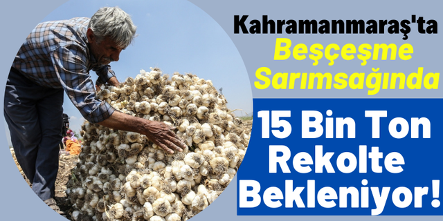 İl Tarım ve Orman Müdürü Ramazan Bilir: 'Türkiye'de sarımsak üretiminde Kahramanmaraş 3. sırada'