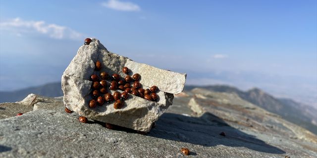 Kahramanmaraş'ta Uludaz Tepe'si uğur böceği meraklılarını ağırlıyor