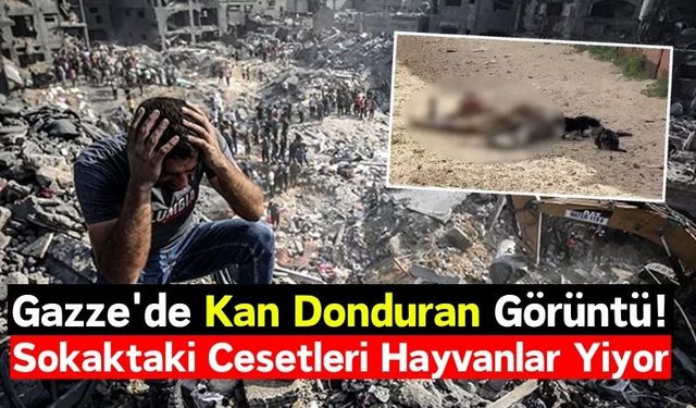 Gazze Sokaklarındaki Cesetleri, Hayvanlar Yiyor!