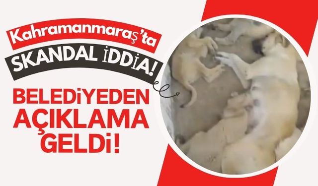 Kahramanmaraş'ta Sokak Köpekleri Barınakta Katledildi İddiası!