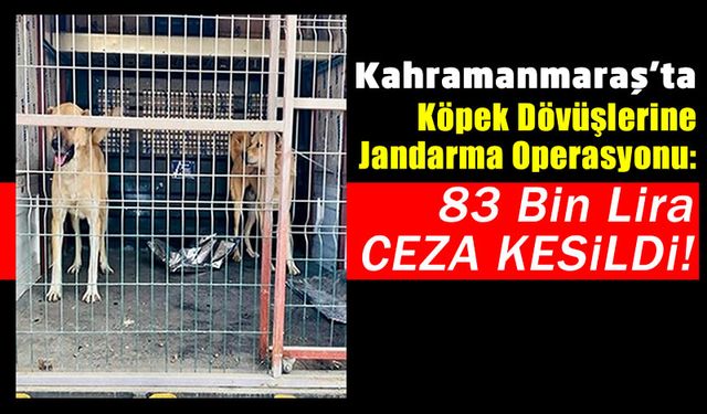 Kahramanmaraş'ta Köpek Dövüşü Vahşetine Para Cezası Yağdı!