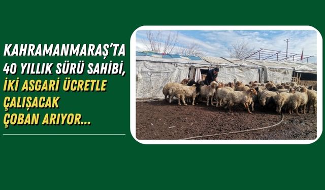 Kahramanmaraş'ta 30 Bin TL Maaşla Çoban Aranıyor!