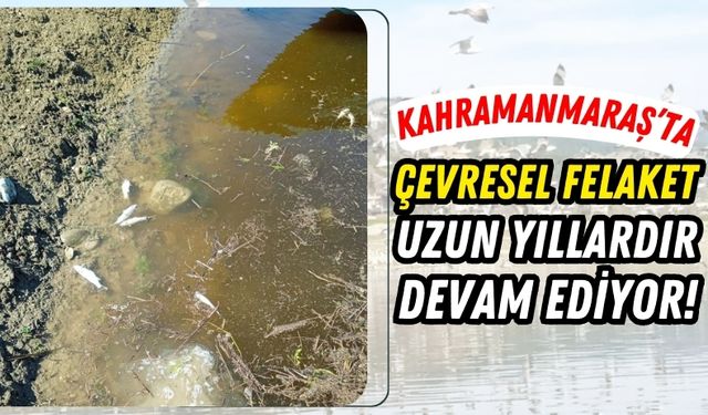 Kahramanmaraş'ta Sır Barajı Canlıları Tehdit Altında!