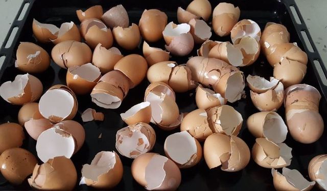 Yumurta Kabuklarını Artık Çöpe Atmayacaksınız! Kireçlenme Ağrısına Yumurta Proteini