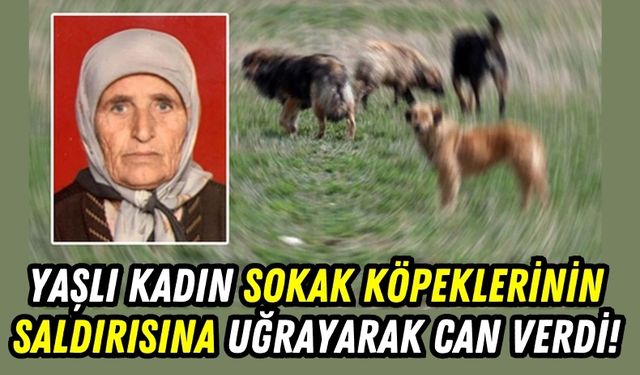 Adana'da Sokak Köpeklerinin Saldırdığı Yaşlı Kadın Hayatını Kaybetti!
