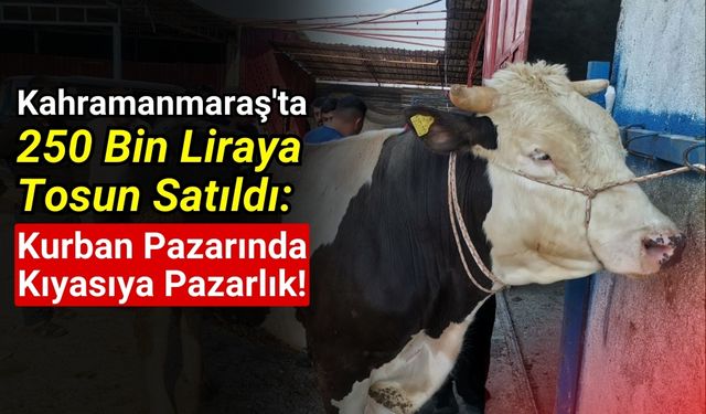 Kurban Bayramı Öncesi Kahramanmaraş'ta Büyükbaş Hayvan Pazarı Canlandı