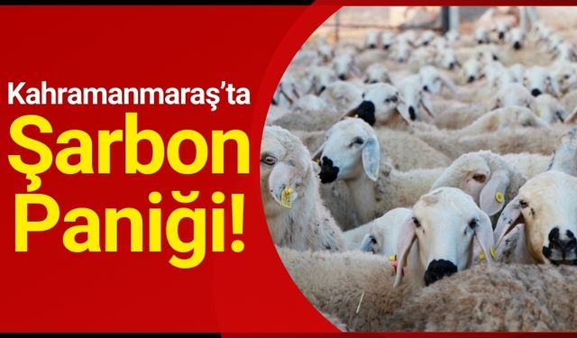 Kahramanmaraş’ta Şarbon Vakası: 15 Günlük Karantina Süreci Başladı!