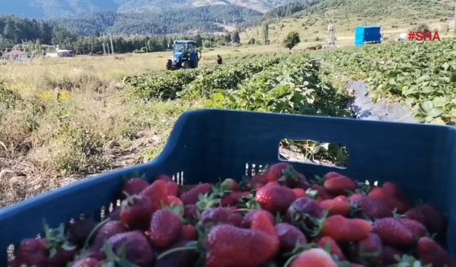 Kahramanmaraş'ta Çilek Üretimi Tersine Göçü Başlattı: Yıllık 12 Bin Ton Ürün!