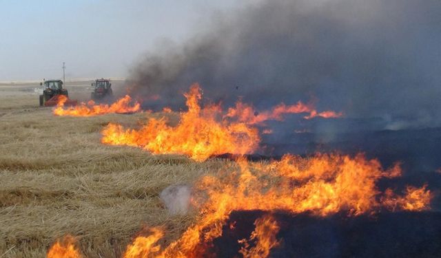 TEMA Vakfı Kahramanmaraş Temsilcisi: 'Anız Yakma Cinayettir ve Günahtır!'