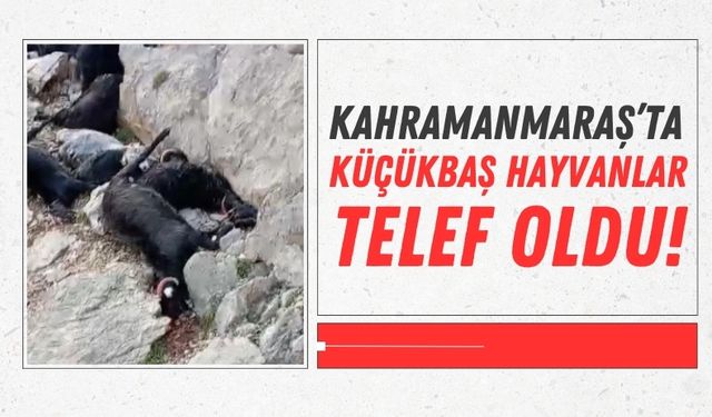 Kahramanmaraş'ta Sağanak ve Yıldırım Felaketi: 100 Keçi Telef Oldu