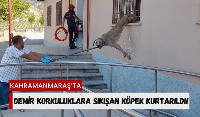 Kahramanmaraş'ta Pencere Korkuluğuna Sıkışan Köpek Kurtarıldı!