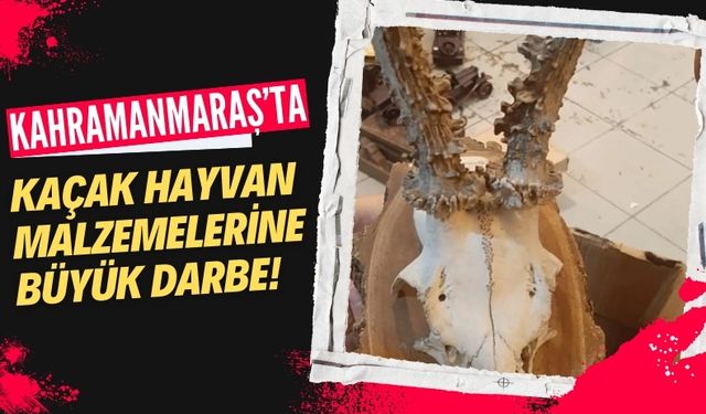 Kahramanmaraş’ta Yasa Dışı Hayvan Malzemeleri Operasyonu: 1 Gözaltı!