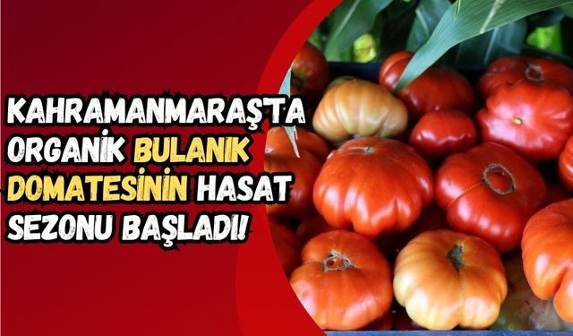 Kahramanmaraş'ın 1800 Rakımlı Tepelerinde 'Bulanık Domatesi' Hasat Ediliyor!