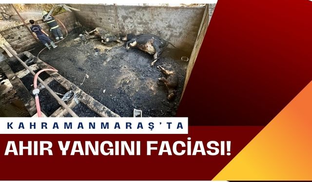 Kahramanmaraş’ta Yangın Faciası: Ahırdaki Büyükbaş Hayvanlar Telef Oldu!