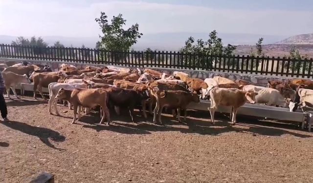 Kahramanmaraş’ın Pazarcık İlçesinde Dev Bir Hayvan Çiftliği Kuruldu