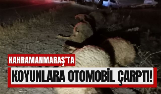 Kahramanmaraş'ta Koyun Sürüsüne Otomobil Çarptı: 7 Koyun Telef Oldu!