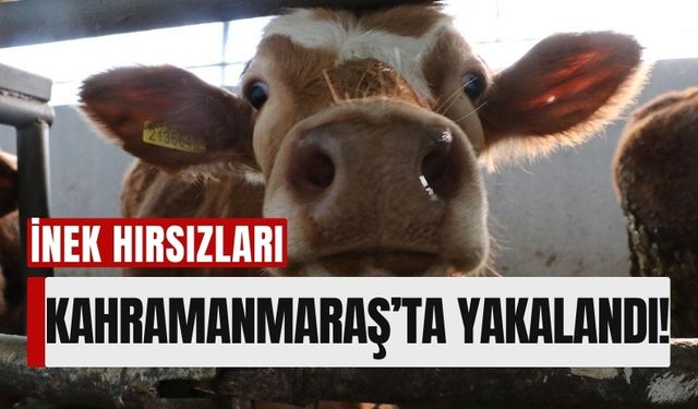 Kayseri’de Çalınan İnek, Kahramanmaraş’ta Bulundu ve Sahibine Teslim Edildi!