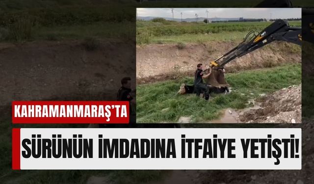 Kahramanmaraş'ta Büyükbaş Hayvanlar Dere Yatağında Mahsur Kaldı!