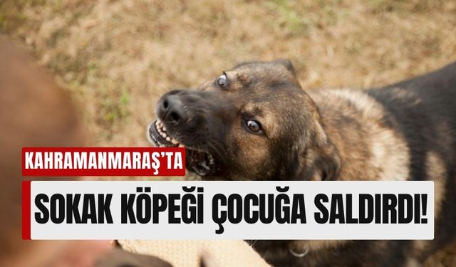 Kahramanmaraş'ta Sahipsiz Köpek Dehşeti: Öğrenci Yere Düştü, Market'e Sığındı!