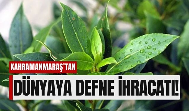 Kahramanmaraş'ın Defnesi Dünya Sofralarında!