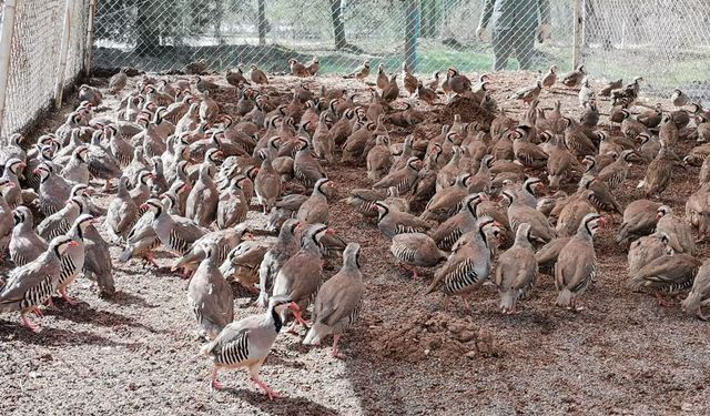 Kahramanmaraş'ta Keklik İstasyonu, Doğal Hayata Yeniden Can Veriyor!