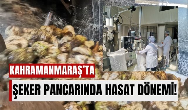 Kahramanmaraş'ta Pancar Hasadı Başladı: 518 Bin Ton Rekolte Bekleniyor