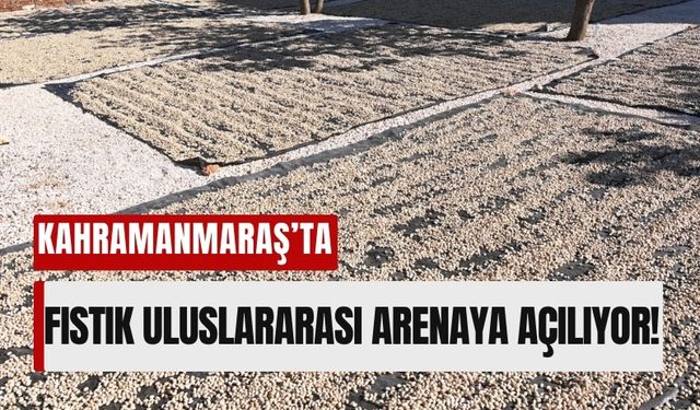 Kahramanmaraş Pazarcık Fıstığını Tescillemeye Hazırlanıyor!