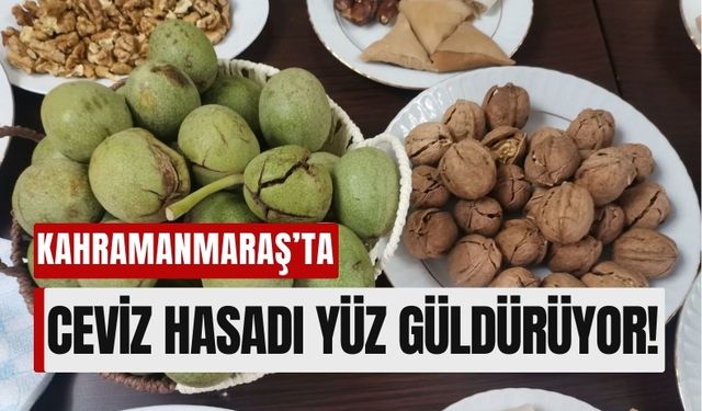 Kahramanmaraş’ta Ceviz Hasadı Yüz Güldürüyor!