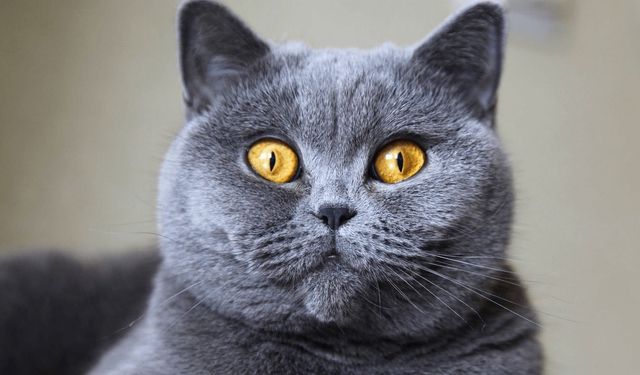 British Shorthair Hakkında Her Şey!