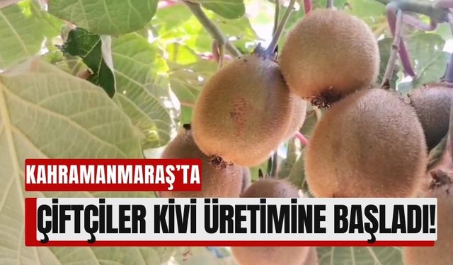 Kahramanmaraş'ta Kurulan Kivi Bahçelerinde Hasat Heyecanı!