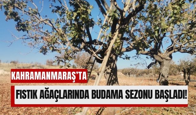 Kahramanmaraş'ta 25 Bin Dekar Fıstık Bahçesinde Budama Çalışmaları Başladı