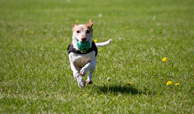 Köpeklerin En Sevdiği Köpek Ödül Mamaları