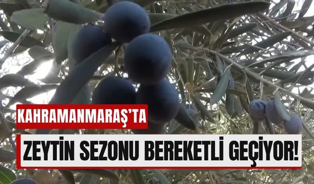 Deprem Sonrası Kahramanmaraş'ta Zeytinyağı Üretimi Hız Kazandı!