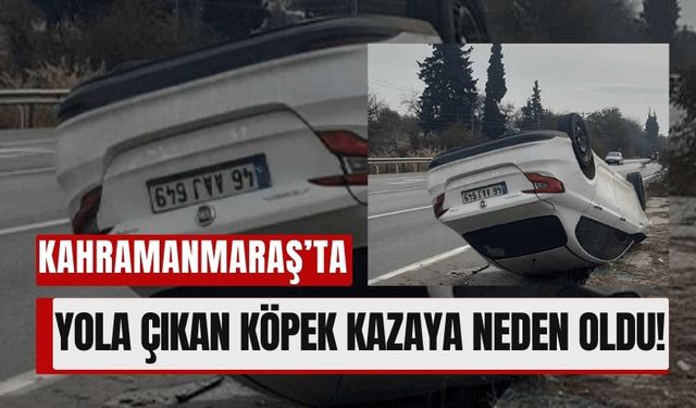 Kahramanmaraş'ta Köpek Yüzünden Trafik Kazası: Sürücü Yaralandı