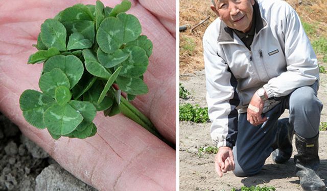 Guinness dünya rekorlarına göre bilinen en çok yapraklı yonca toplam kaç yapraklıdır