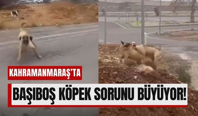 Kahramanmaraş’ta Sokak Köpekleri Saldırısı!