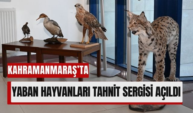 Kahramanmaraş’ta Yaban Hayatına Yolculuk: Tahnit Sergisi Açıldı